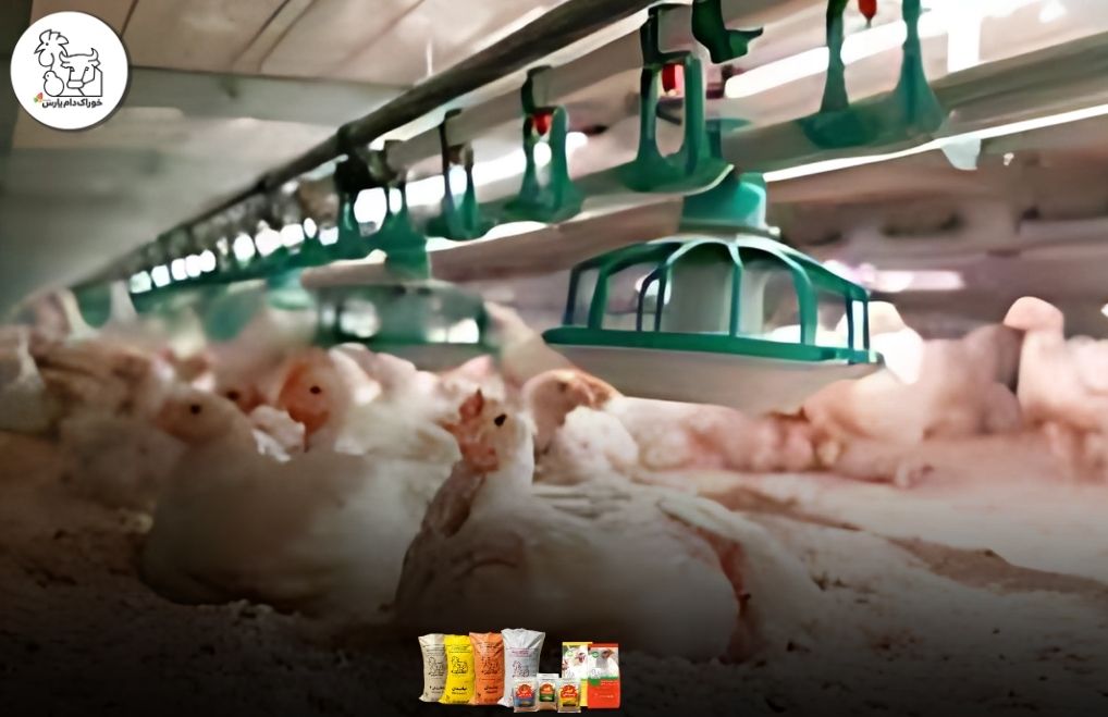 اهمیت ضریب تبدیل مرغ گوشتی