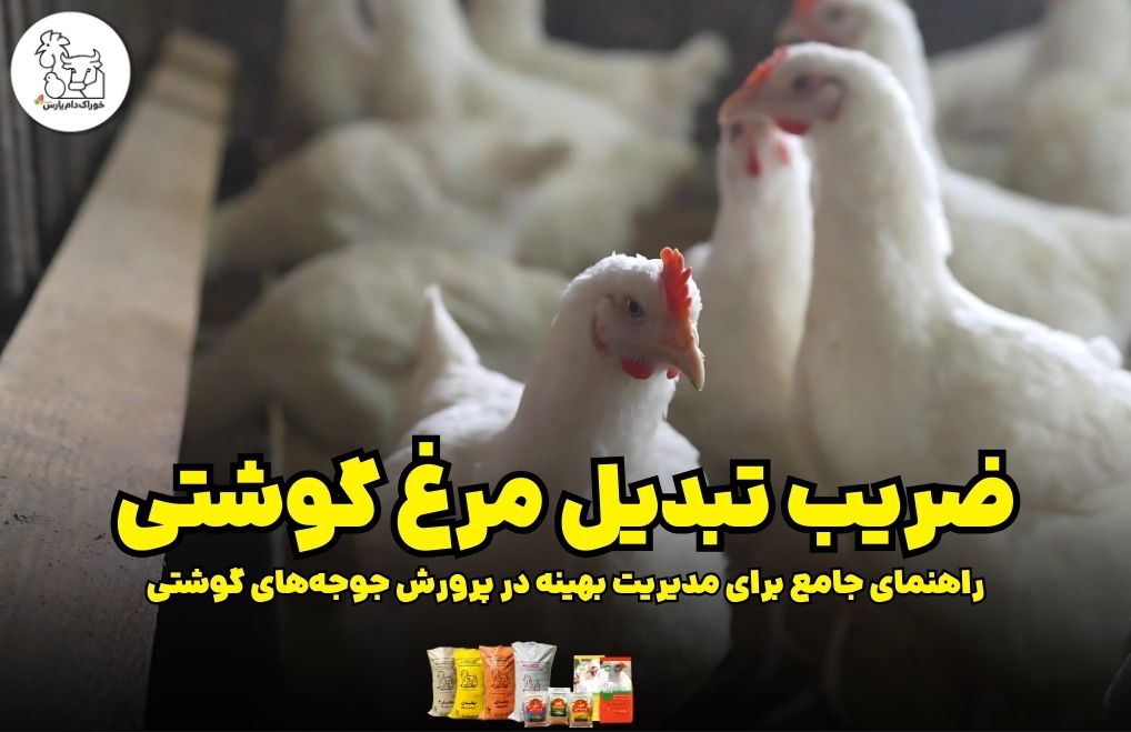ضریب تبدیل مرغ گوشتی: راهنمای جامع برای مدیریت بهینه در پرورش جوجه‌های گوشتی
