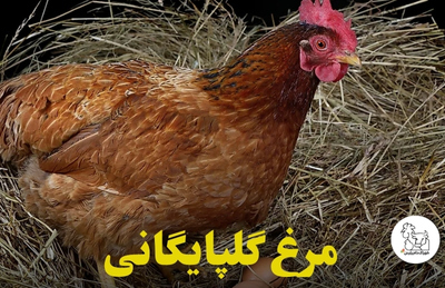 اسهال مرغ، علائم، درمان، مراقبت، پیشگیری