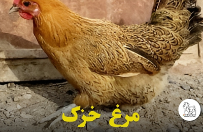 علائم اسهال مرغ