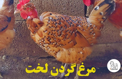 علائم اسهال مرغ