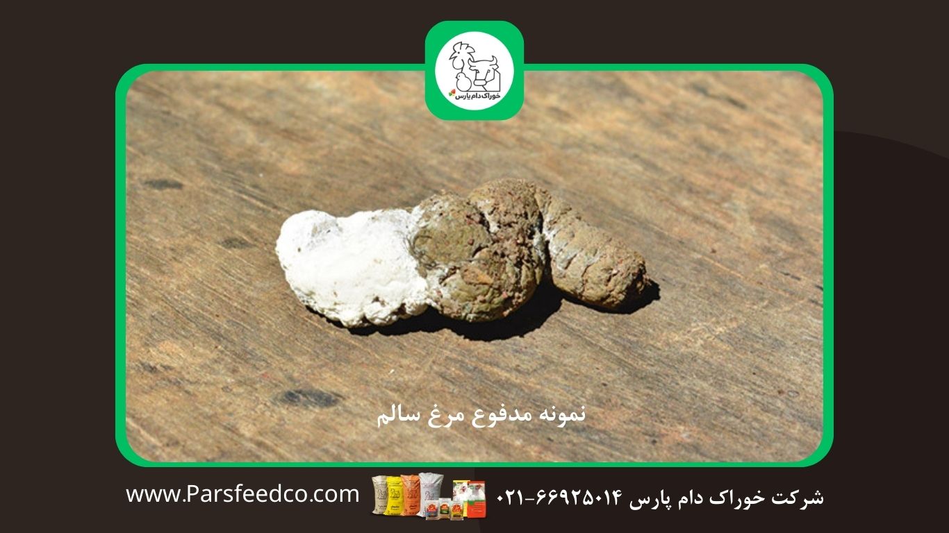 نمونه مدفوع مرغ سالم